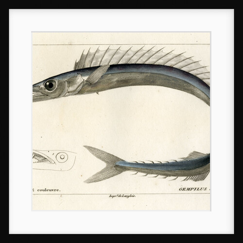 Snake mackerel by François