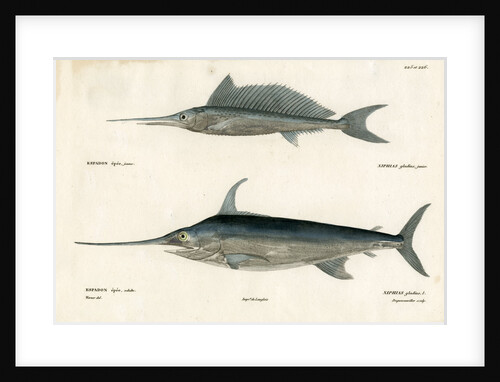 Swordfish by François Jacques Dequevauviller