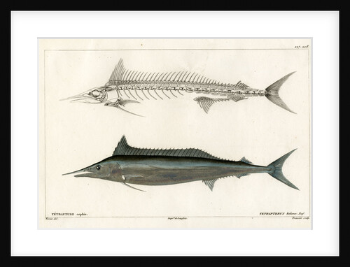 Mediterranean spearfish by François