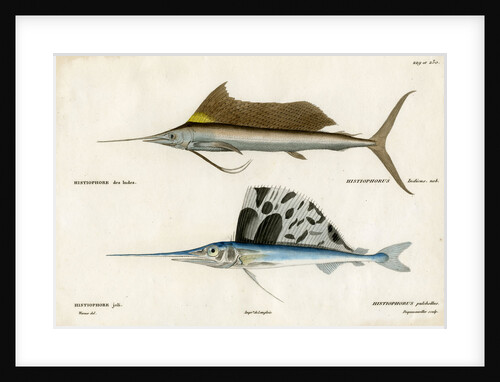 Sailfishes by François