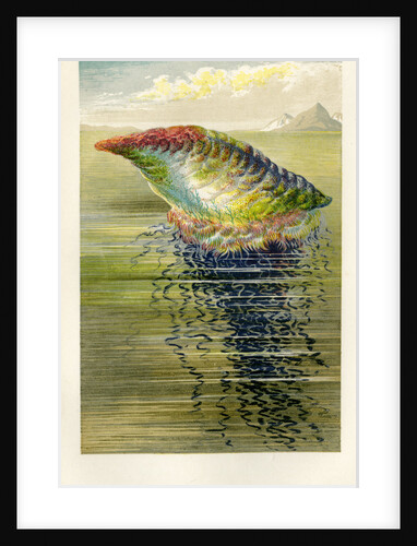 ‘The Portuguese Man of War’ by Unknown