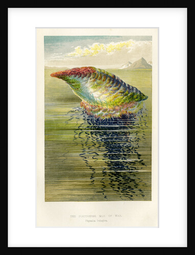 'The Portuguese Man of War' by unknown
