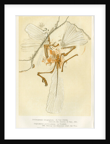 ‘Archaeopteryx’ by Unknown