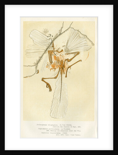 'Archaeopteryx' by unknown