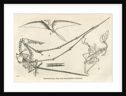 ‘Pterodactyls’ by Unknown