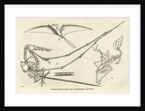 'Pterodactyls' by unknown