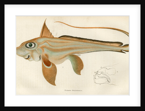 ‘Chimaera’ by Unknown