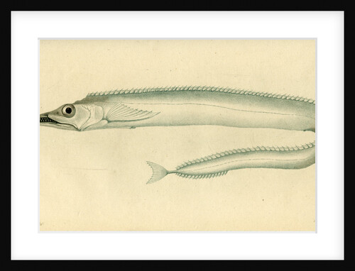 Silver scabbardfish by Edward Mitchell