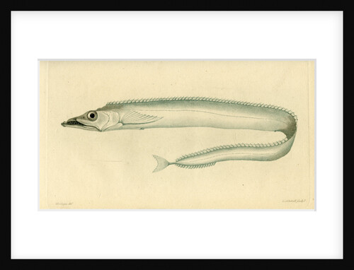 Silver scabbardfish by Edward Mitchell