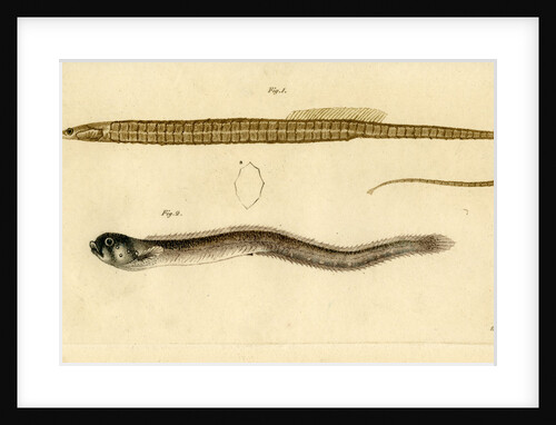 Snake pipefish and Pearlfish by Edward Mitchell
