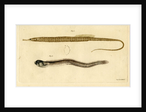 Snake pipefish and Pearlfish by Edward Mitchell