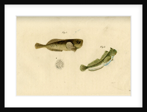 Montagu’s seasnail and Montagu’s blenny by Edward Mitchell