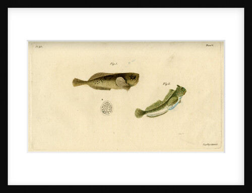 Montagu's seasnail and Montagu's blenny by Edward Mitchell