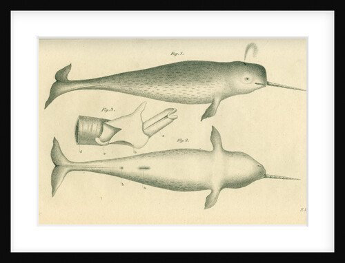 Narwhal by Edward Mitchell