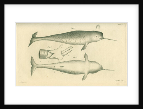 Narwhal by Edward Mitchell