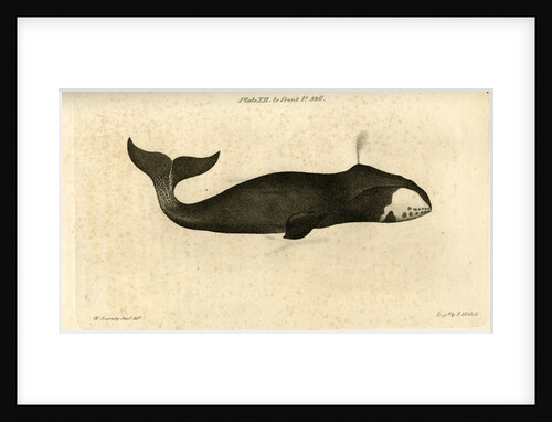 Bowhead whale by Edward Mitchell