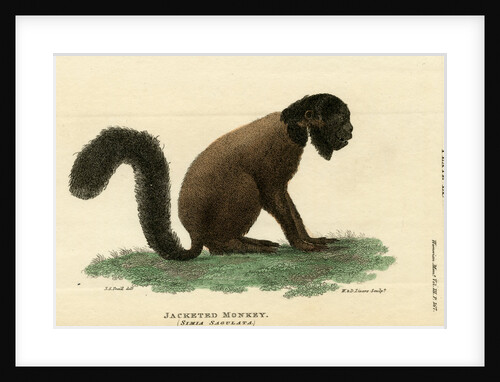 Black bearded saki by W & D Lizars