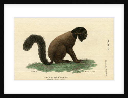 Black bearded saki by W & D Lizars