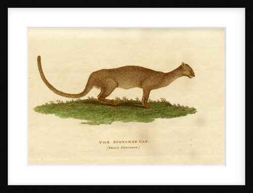 Jaguarundi by W & D Lizars