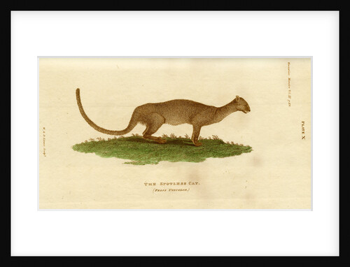Jaguarundi by W & D Lizars