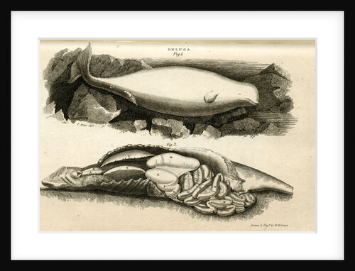 Beluga whale by William Home Lizars