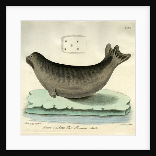 Bearded seal by Johann Friedrich Schröter