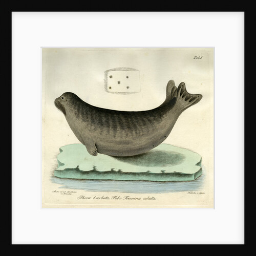 Bearded seal by Johann Friedrich Schröter