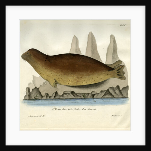 Bearded seal by Johann Friedrich Schröter