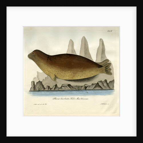 Bearded seal by Johann Friedrich Schröter