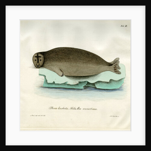 Bearded seal by Johann Friedrich Schröter