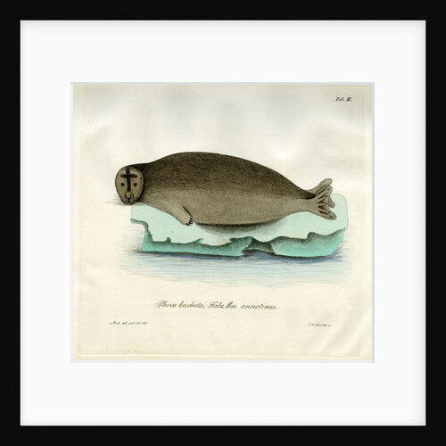 Bearded seal by Johann Friedrich Schröter