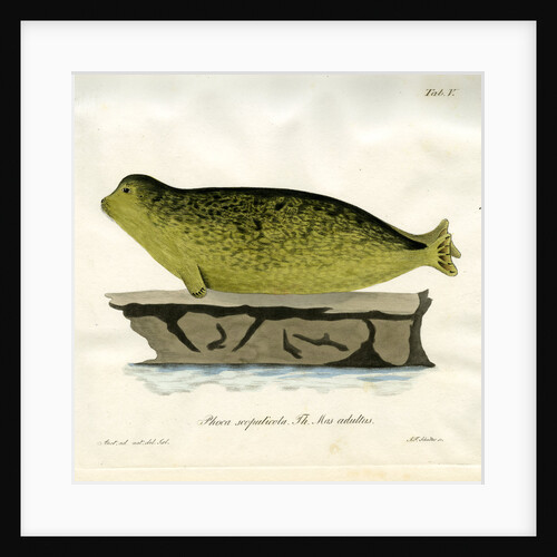 Harbour seal by Johann Friedrich Schröter