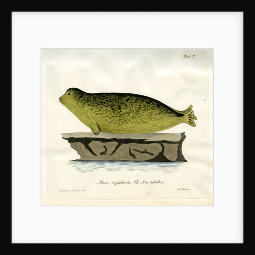 Harbour seal by Johann Friedrich Schröter