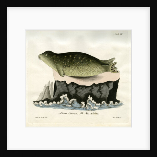 Eastern Atlantic Harbour seal by Johann Friedrich Schröter