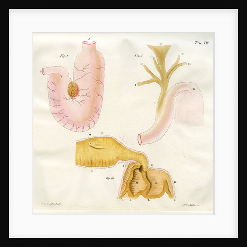 Harbour seal stomach by Friedrich Eduard Müller