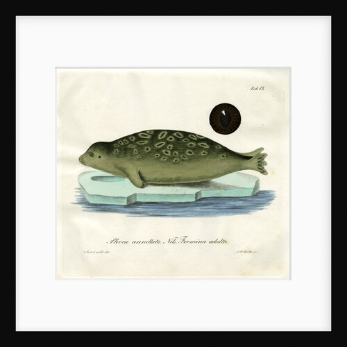 Ringed seal by Johann Friedrich Schröter
