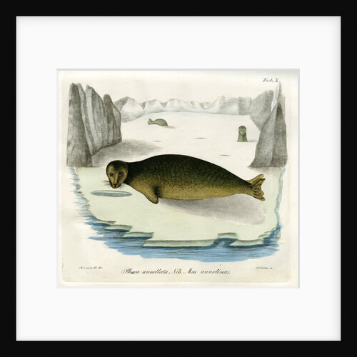 Ringed seal by Johann Friedrich Schröter