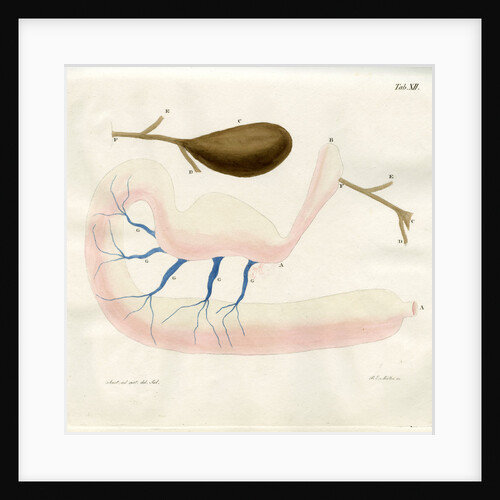 Ringed seal stomach by Friedrich Eduard Müller