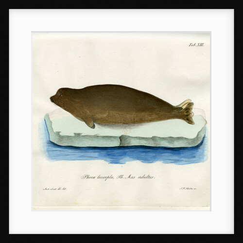 Harp seal by Johann Friedrich Schröter