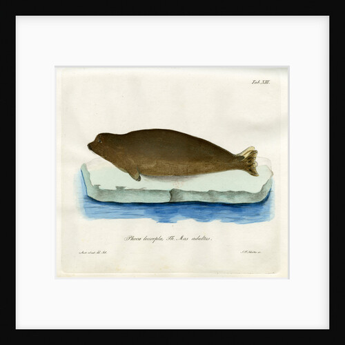 Harp seal by Johann Friedrich Schröter