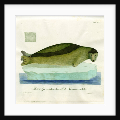 Harp seal by Friedrich Eduard Müller