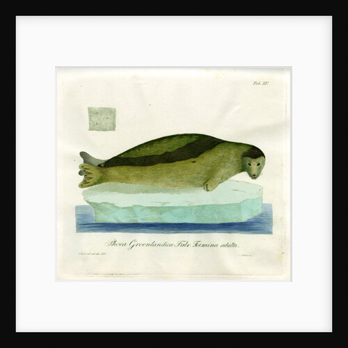 Harp seal by Friedrich Eduard Müller