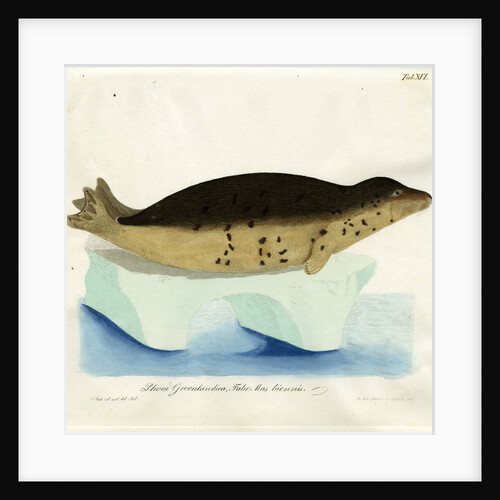 Harp seal by Friedrich Eduard Müller