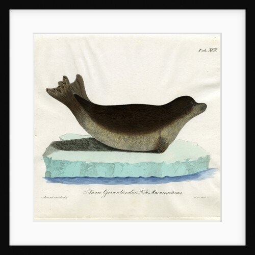 Harp seal by Friedrich Eduard Müller