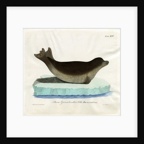 Harp seal by Friedrich Eduard Müller