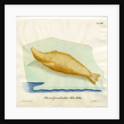 Harp seal by Friedrich Eduard Müller