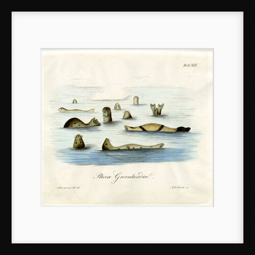 Harp seals by Johann Friedrich Schröter