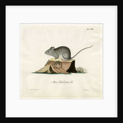Greenland mouse by Johann Friedrich Schröter