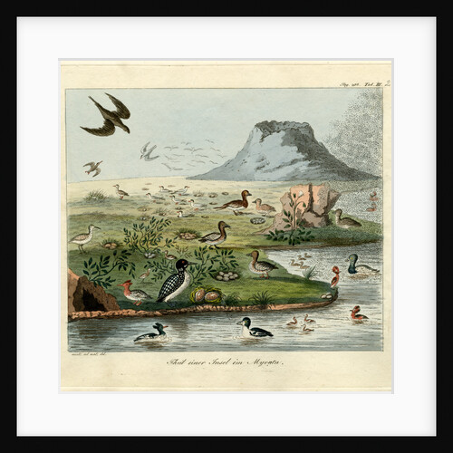 Waterfowl of Mývatn by Friedrich Eduard Müller