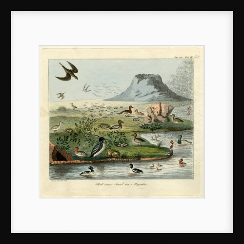 Waterfowl of Mývatn by Friedrich Eduard Müller